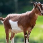 Klasifikasi dan Morfologi Kambing