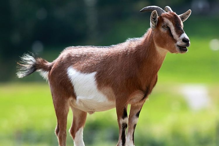 Klasifikasi dan Morfologi Kambing