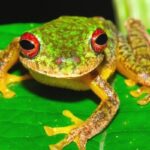 Cerita Seekor Katak yang Mendatangi Peramal