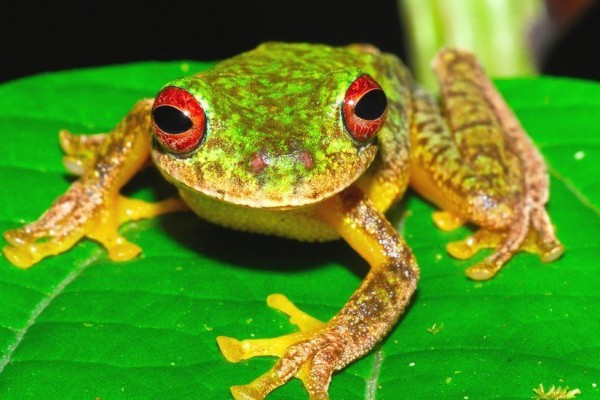 Cerita Seekor Katak yang Mendatangi Peramal