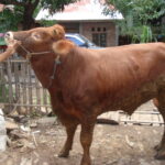 Tips Penggemukkan Sapi Paling Efektif