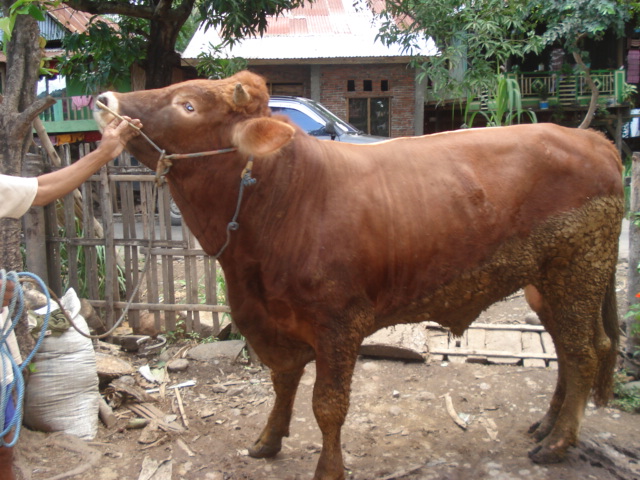 Tips Penggemukkan Sapi Paling Efektif