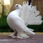 Burung Dara Kipas