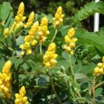 Manfaat dan Efek Samping Daun Jati China Bagi Kesehatan