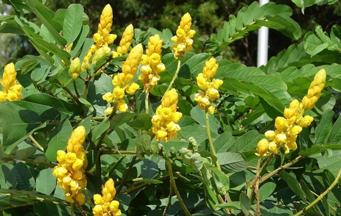 Manfaat dan Efek Samping Daun Jati China Bagi Kesehatan