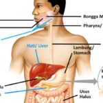 4 Tanda Pencernaan Anda Sehat serta Berperan Baik
