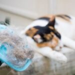 Kenapa Bulu Kucing Rontok?