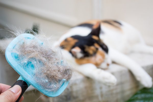 Kenapa Bulu Kucing Rontok?