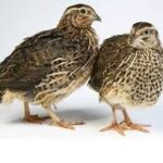 3 Keuntungan Paling Menarik Budidaya Puyuh Jaman Now