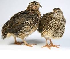 3 Keuntungan Paling Menarik Budidaya Puyuh Jaman Now