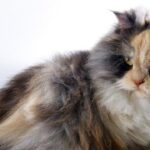 Cara Merawat Kucing Anggora Agar Tetap Sehat dan Cantik