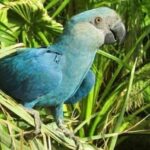 6 Daftar Hewan yang Baru Dipastikan Punah