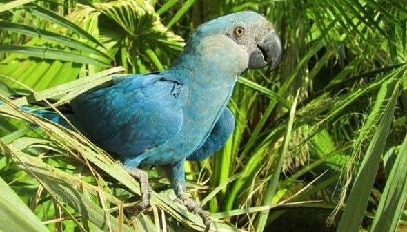 6 Daftar Hewan yang Baru Dipastikan Punah