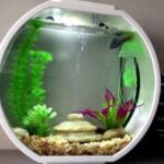 Cara Membuat Aquarium Mini, Siapapun Bisa Membuatnya