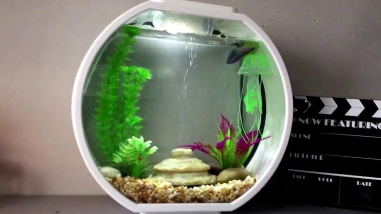Cara Membuat Aquarium Mini, Siapapun Bisa Membuatnya