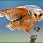 Makanan Terbaik  untuk Burung Hantu