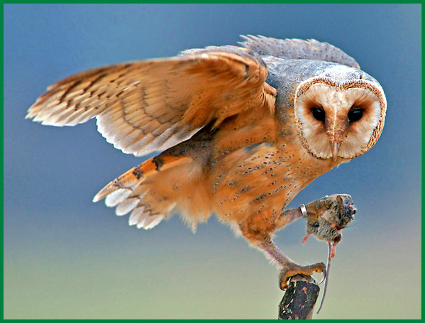 Makanan Terbaik  untuk Burung Hantu