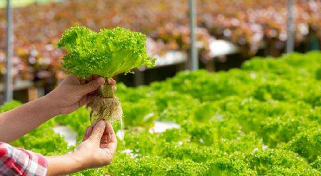 Peluang Bisnis Sayuran Hidroponik Sangat Menguntungkan
