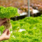 Peluang Bisnis Sayuran Hidroponik Sangat Menguntungkan