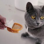 Tips Menangani Kucing yang Susah Makan Lantaran Sakit