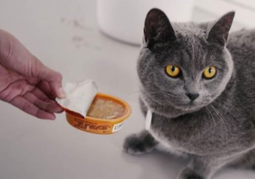 Tips Menangani Kucing yang Susah Makan Lantaran Sakit