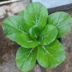 Berkebun Menanam Sawi Selama Di Rumah Saja, Mudah dan Praktis !