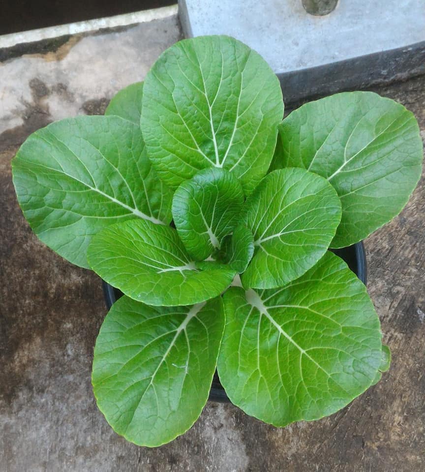 Berkebun Menanam Sawi Selama Di Rumah Saja, Mudah dan Praktis !