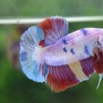 7 Tipe Ikan Cupang Hias Paling Bagus Untuk Dipelihara