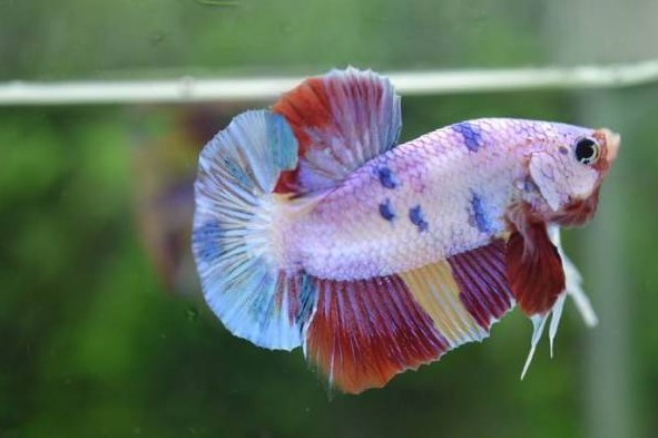 7 Tipe Ikan Cupang Hias Paling Bagus Untuk Dipelihara