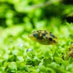 Tanaman Aquascape yang Bisa Hidup Tanpa CO2