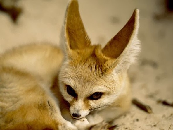 9 Hewan Bertelinga Panjang dan Besar yang Harus Kamu Tahu!