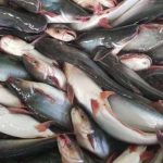 Budi Daya Ikan Patin untuk Pemula Di Kolam Terpal