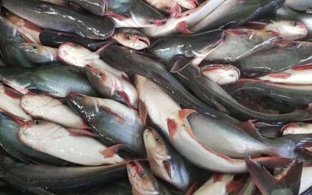 Budi Daya Ikan Patin untuk Pemula Di Kolam Terpal