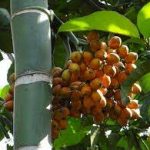 Jual Pinang Kering Aceh Murah Berkualitas