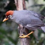 Mengenal Burung Poksay Mandarin Lebih Dekat