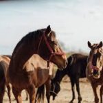 Arti Mimpi Naik Dan Dikejar Kuda Lengkap