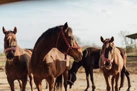 Arti Mimpi Naik Dan Dikejar Kuda Lengkap