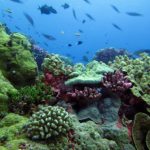 Kerusakan Terumbu Karang Terus Meningkat dan Kian Menghawatirkan