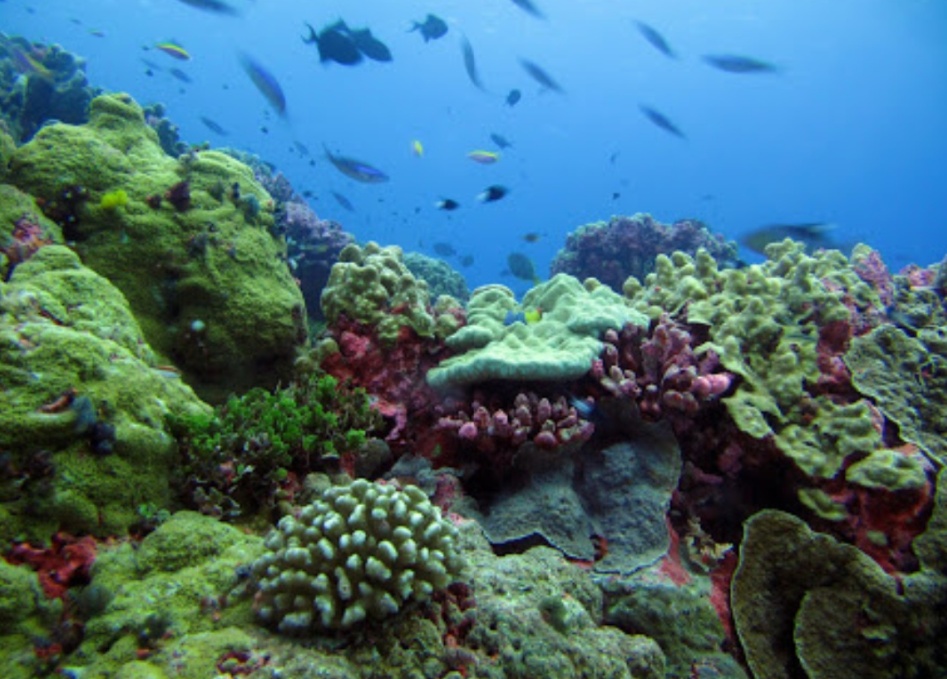 Kerusakan Terumbu Karang Terus Meningkat dan Kian Menghawatirkan