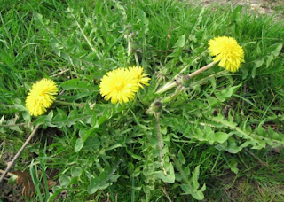 Manfaat Daun Tempuyung Untuk Kesehatan