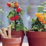 Kenali Pupuk untuk Tanaman Tomat di Dalam Pot