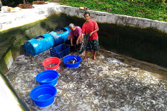 Sebelum Panen Ikan Lele, Perhatikan Hal-Hal Berikut Agar Anda tidak Merugi