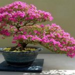 5 Jenis Tanaman Bonsai Unik, Mendatangkan Keuntungan dengan Harga Tinggi