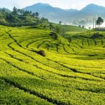 7 Tempat Wisata di Puncak, Bogor yang Paling Recomended untuk Liburan