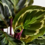 7 Tanaman Berdaun Lebar ini Bagus untuk Dekorasi Rumah