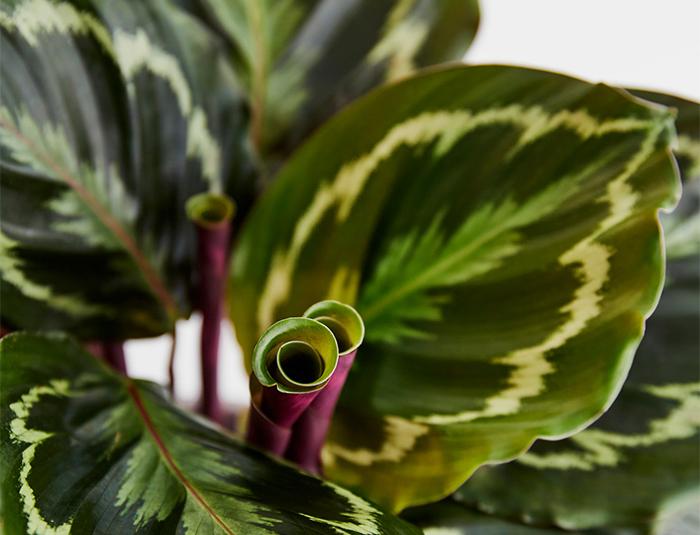 7 Tanaman Berdaun Lebar ini Bagus untuk Dekorasi Rumah