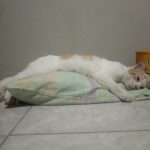 MAJUNYA TEKNOLOGI MENCIPTAKAN GENERASI MAGER