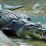 Arti Mimpi Buaya Menurut Islam