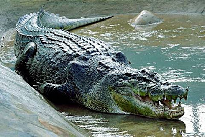 Arti Mimpi Buaya Menurut Islam