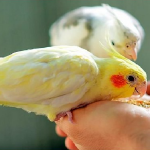 Cara Menjinakan Burung Peliharaan dengan Mudah